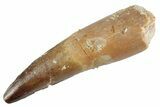 Fossil Spinosaurus Tooth - Real Dinosaur Tooth #367967-1